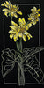 Arrowleaf Balsamroot Print