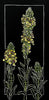 Great Mullein Print