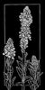 Great Mullein Print