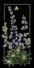 Lupin Print