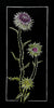 Milk Thistle Print